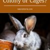 Raising Rabbits – Colony or Cages?