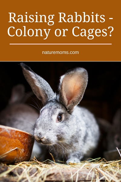Raising Rabbits Colony or Cages