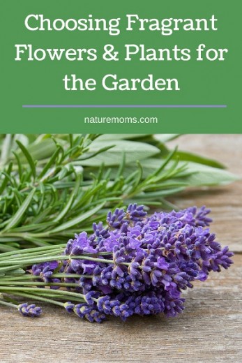 Choosing Fragrant Flowers & Plants for the Garden