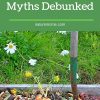 5 Composting Myths Debunked