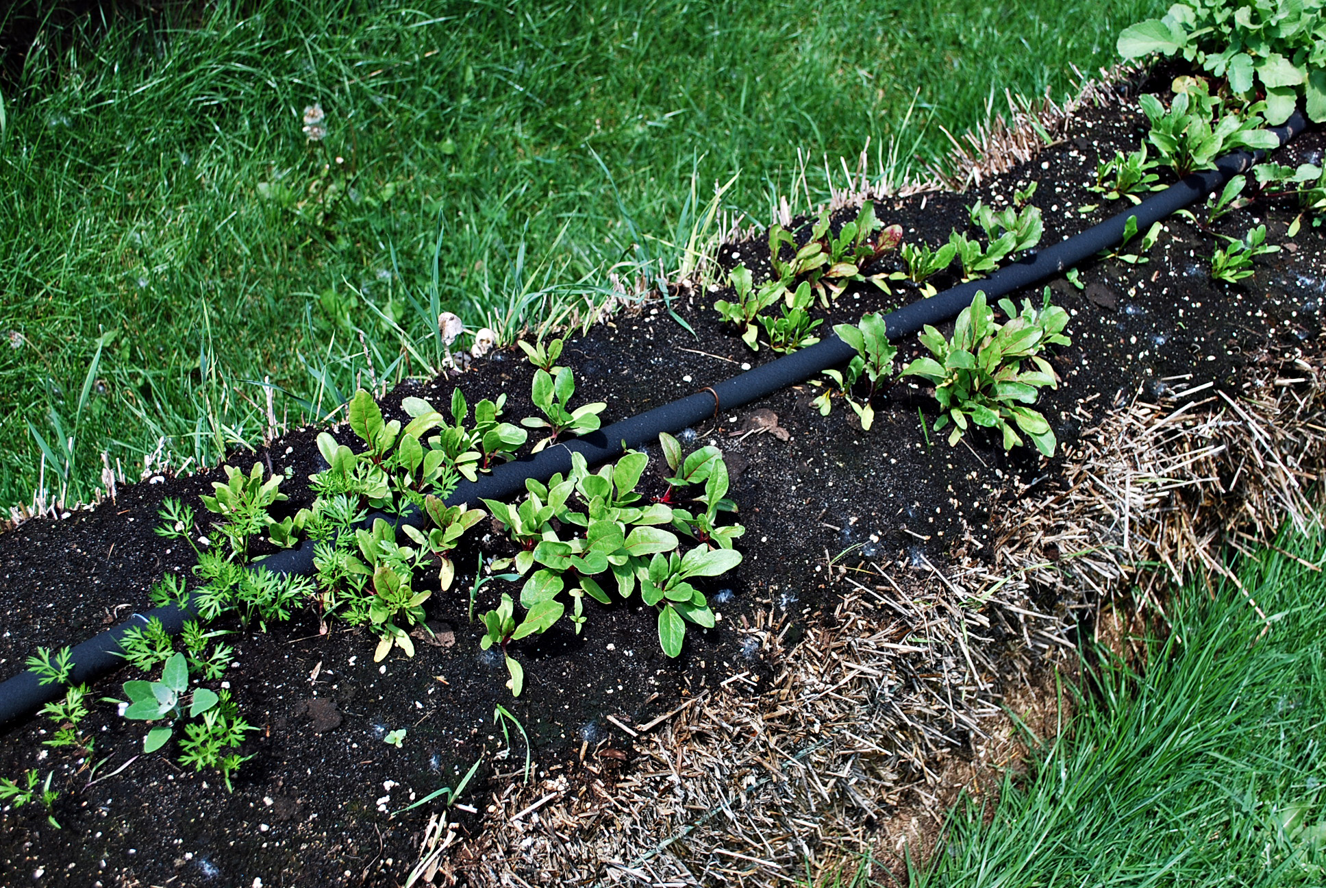 lettuce and swiss chard straw bales