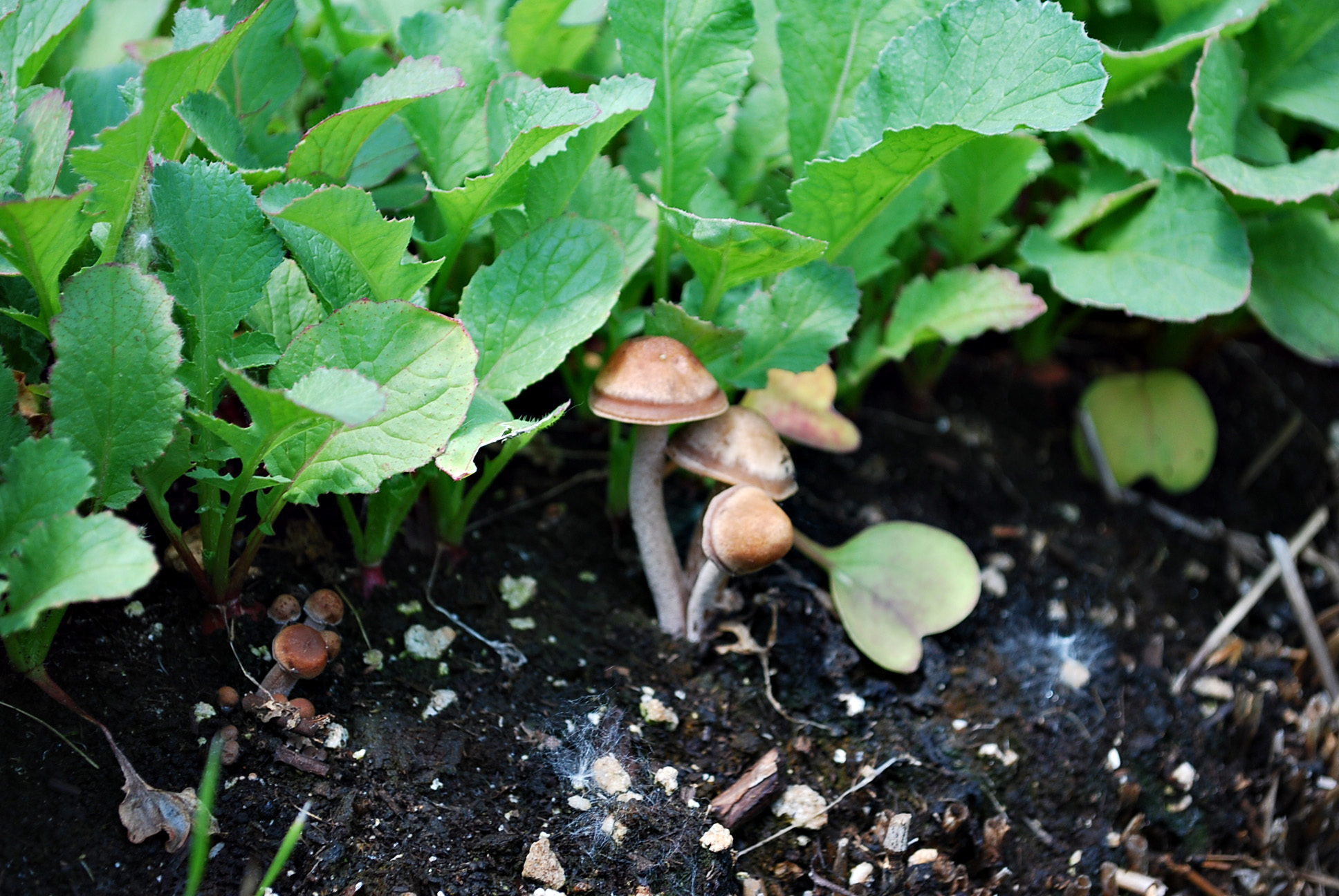 mushrooms on straw bale