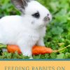 Feeding Rabbits on the Homestead