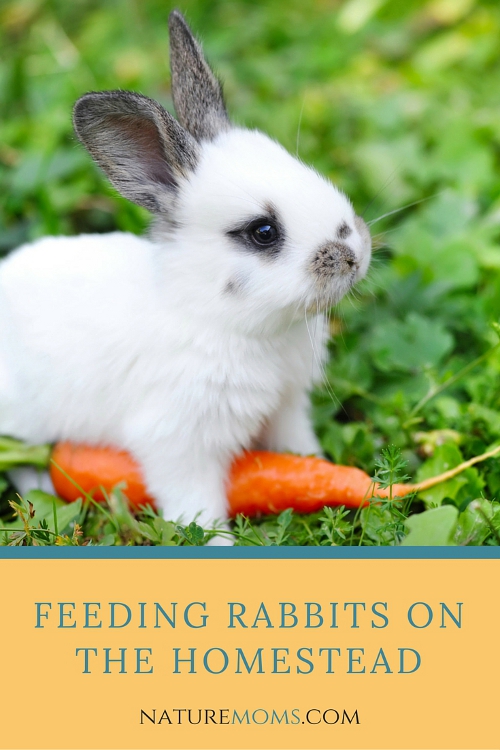 Feeding Rabbits on the Homestead