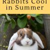 How to Keep Rabbits Cool in Summer