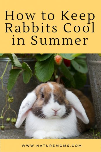 How to Keep Rabbits Cool in Summer