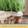 How to Use Plants and More to Repel Mosquitoes