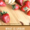 What is Urban Homesteading? Can Anyone Do It?