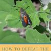 How to Defeat the Squash Vine Borer