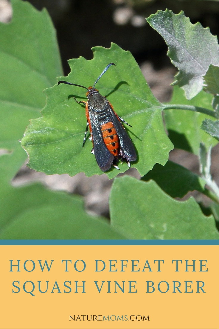 How to Get Rid of the Squash Vine Borer