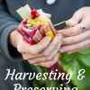 Harvesting and Preserving Swiss Chard