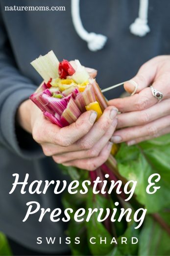 Harvesting and Preserving Swiss Chard