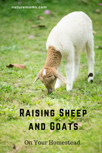 Raising Sheep and Goats: A Source For Natural Products