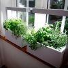 Tips on Creating An Indoor Herb Garden and Its Benefits