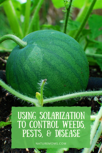 Soil Solarization - To Control Weeds, Pests, & Disease