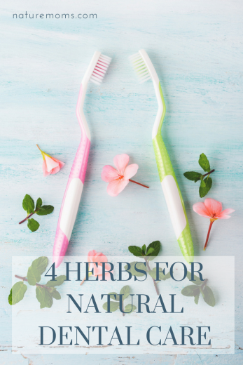 4 Herbs For Natural Dental Care