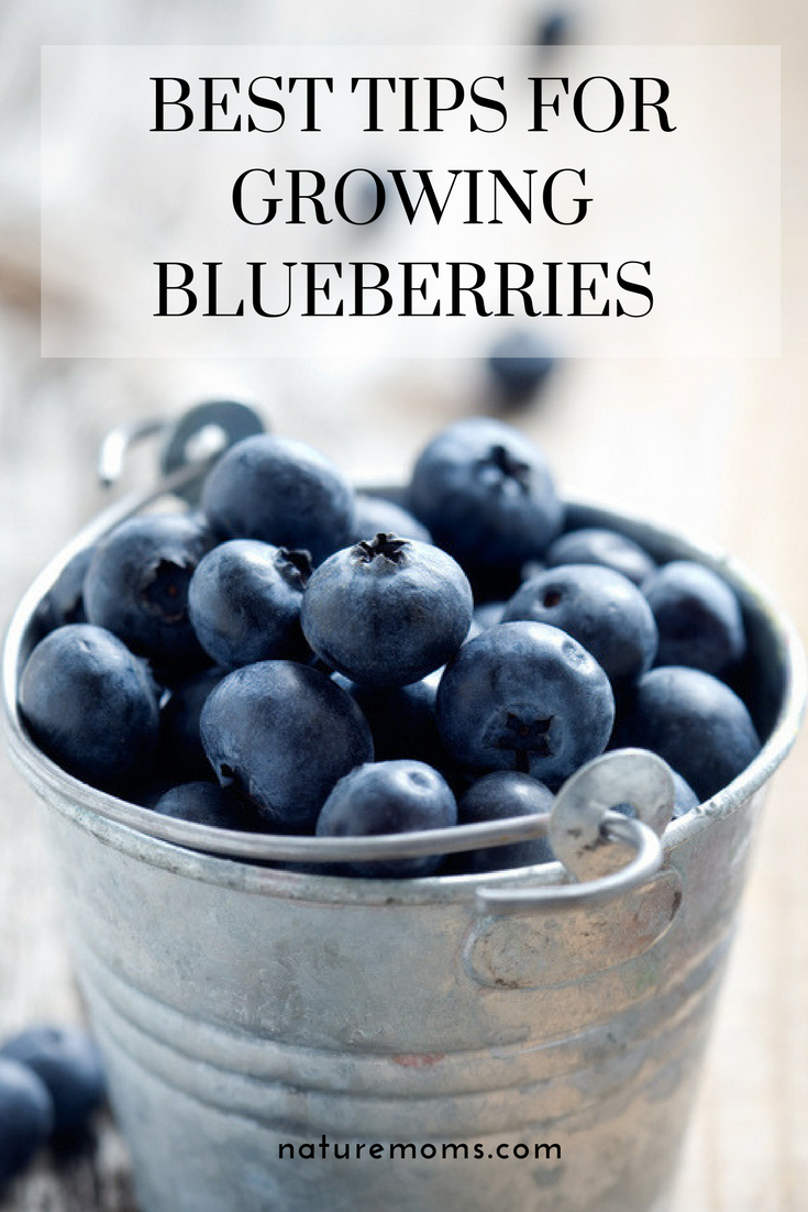 Tips for Growing Blueberries