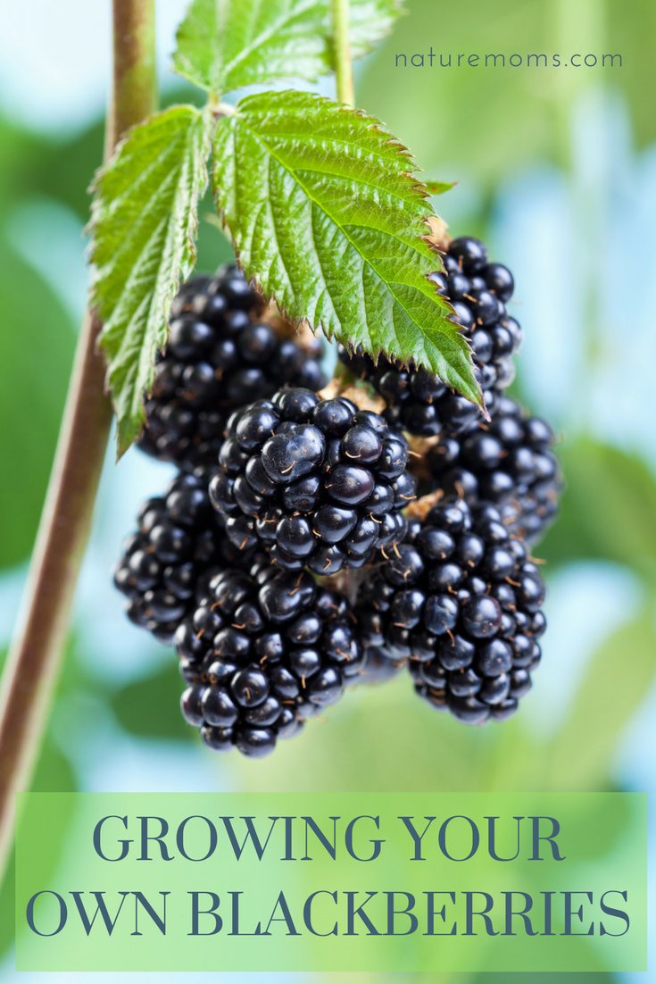 Growing Your Own Blackberries