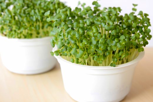 Microgreens are the Houseplants You Can Eat