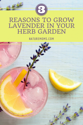 Why Grow Lavender
