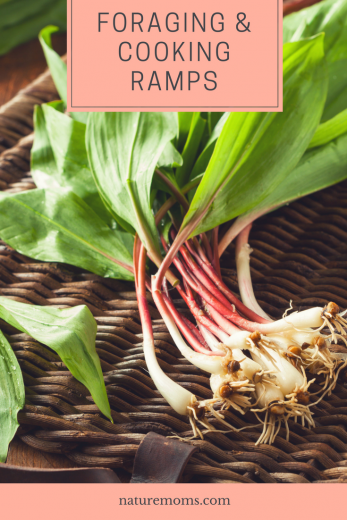 Foraging and Cooking Ramps