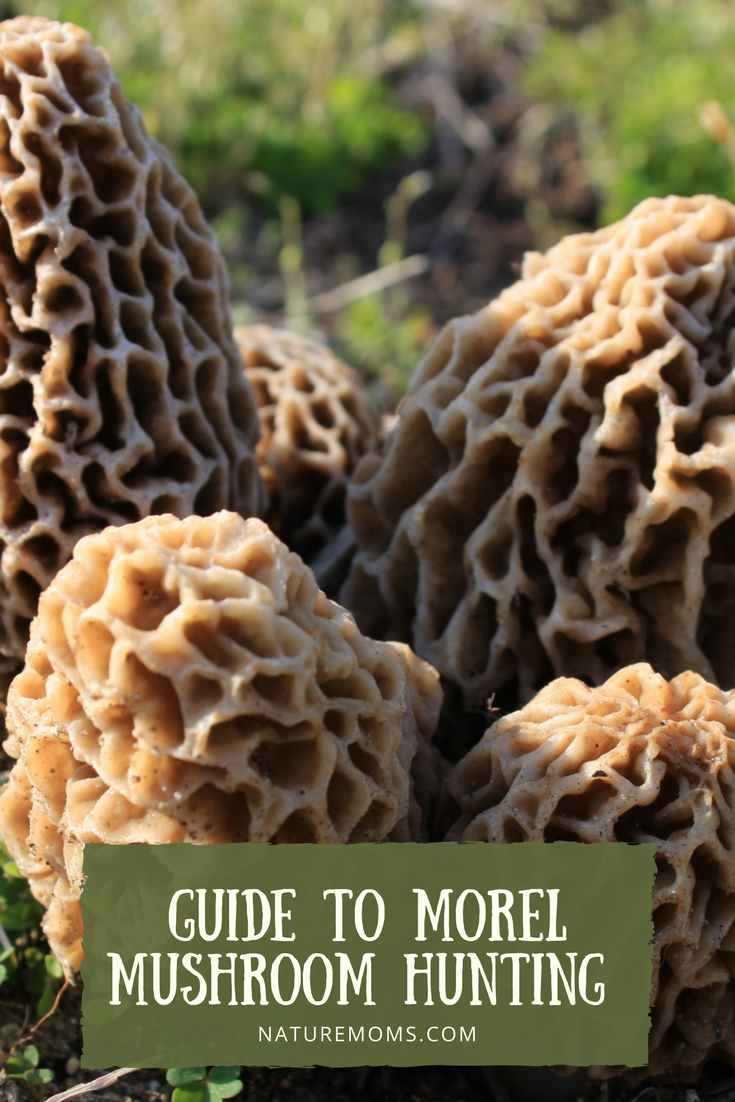 Hunting Morel Mushrooms Ohio
