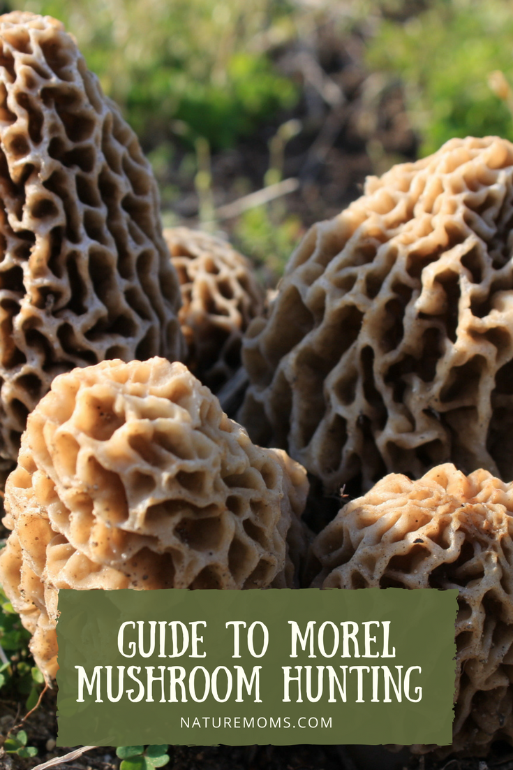 Hunting Morel Mushrooms Ohio.