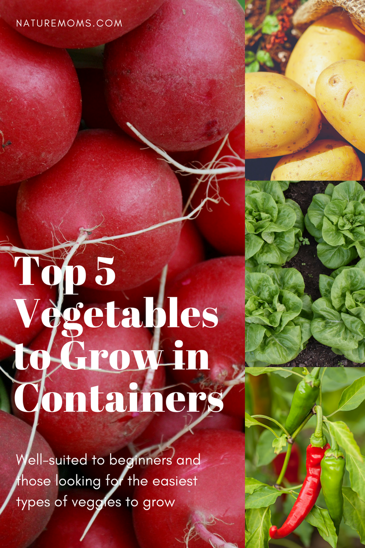 Top Vegetables to Grow in Containers