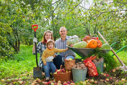 Tips for Starting Your Own Vegetable Garden