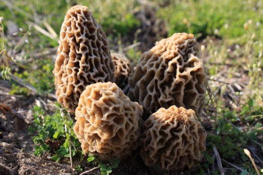 A GUIDE to Morel Mushroom Hunting