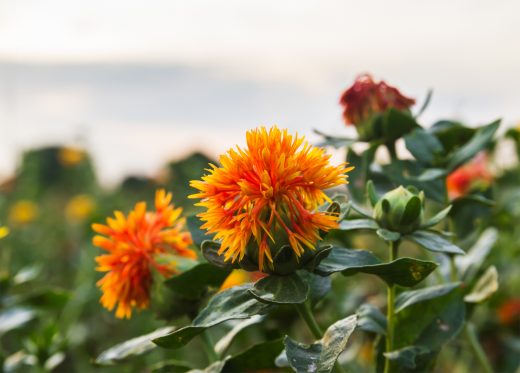 The Health Benefits of Organic Safflower Oil