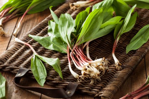 Foraging and Cooking Ramps – Wild Edibles