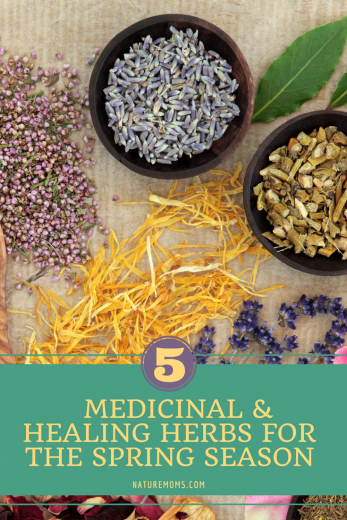 Healing Herbs for Spring