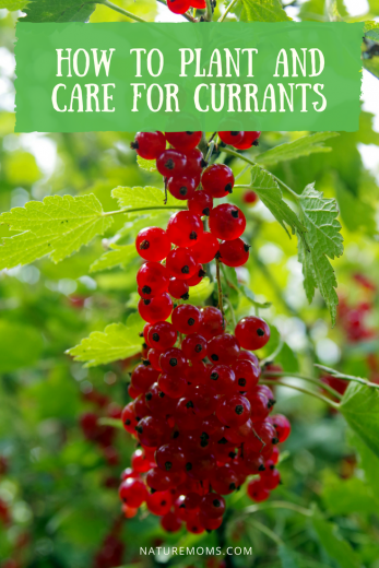 How to Grow Currants