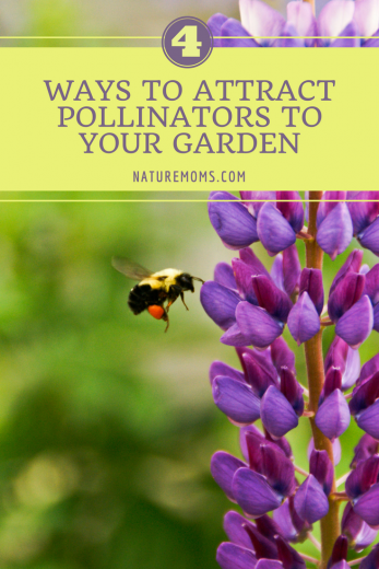 Attract Pollinators to your Garden