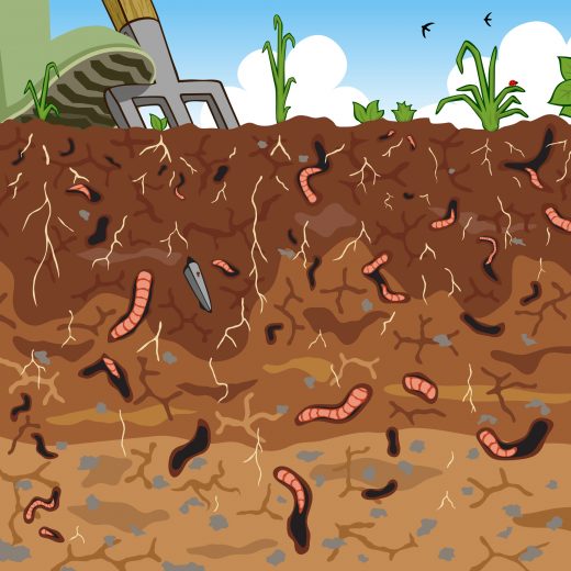 4 Ways to Attract Earthworms to your Garden