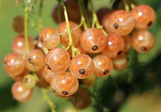 How to Plant and Care for Currants