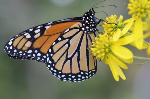 Make your garden a haven for wildlife