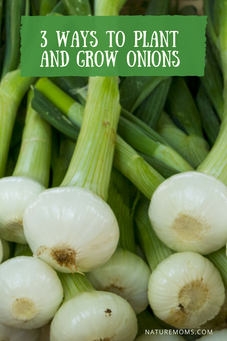 3 Ways to Plant and Grow Onions