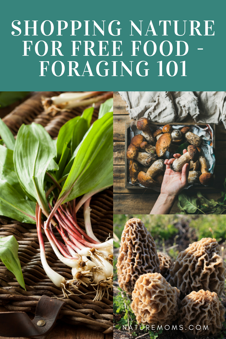 Foraging for Beginners