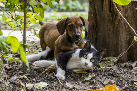 Sharing Your Love Of The Natural World With Your Pets