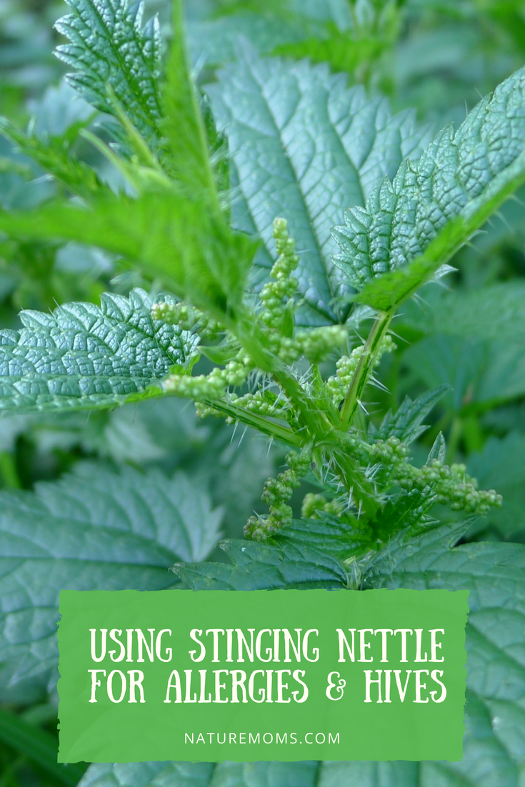 Stinging Nettle for Allergies 