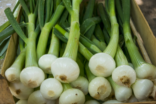 3 Ways to Plant and Grow Onions