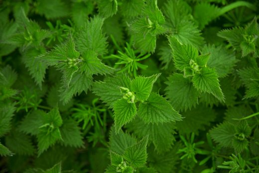 Using Stinging Nettle for Allergies and Hives