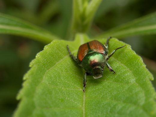 Natural Ways to Get Rid of Japanese Beetles in the Garden