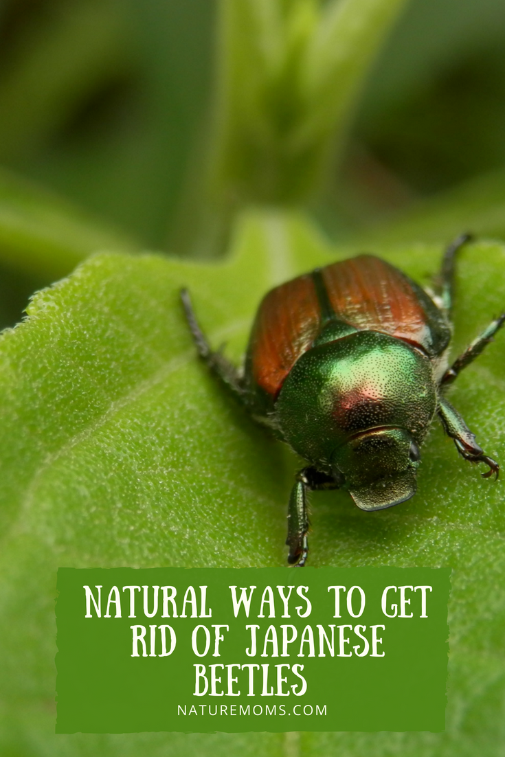 Natural Ways to Get Rid of Japanese Beetles in the Garden
