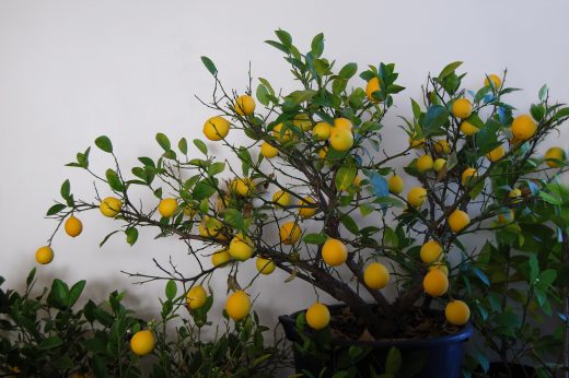 How To Grow Meyer Lemons Indoors