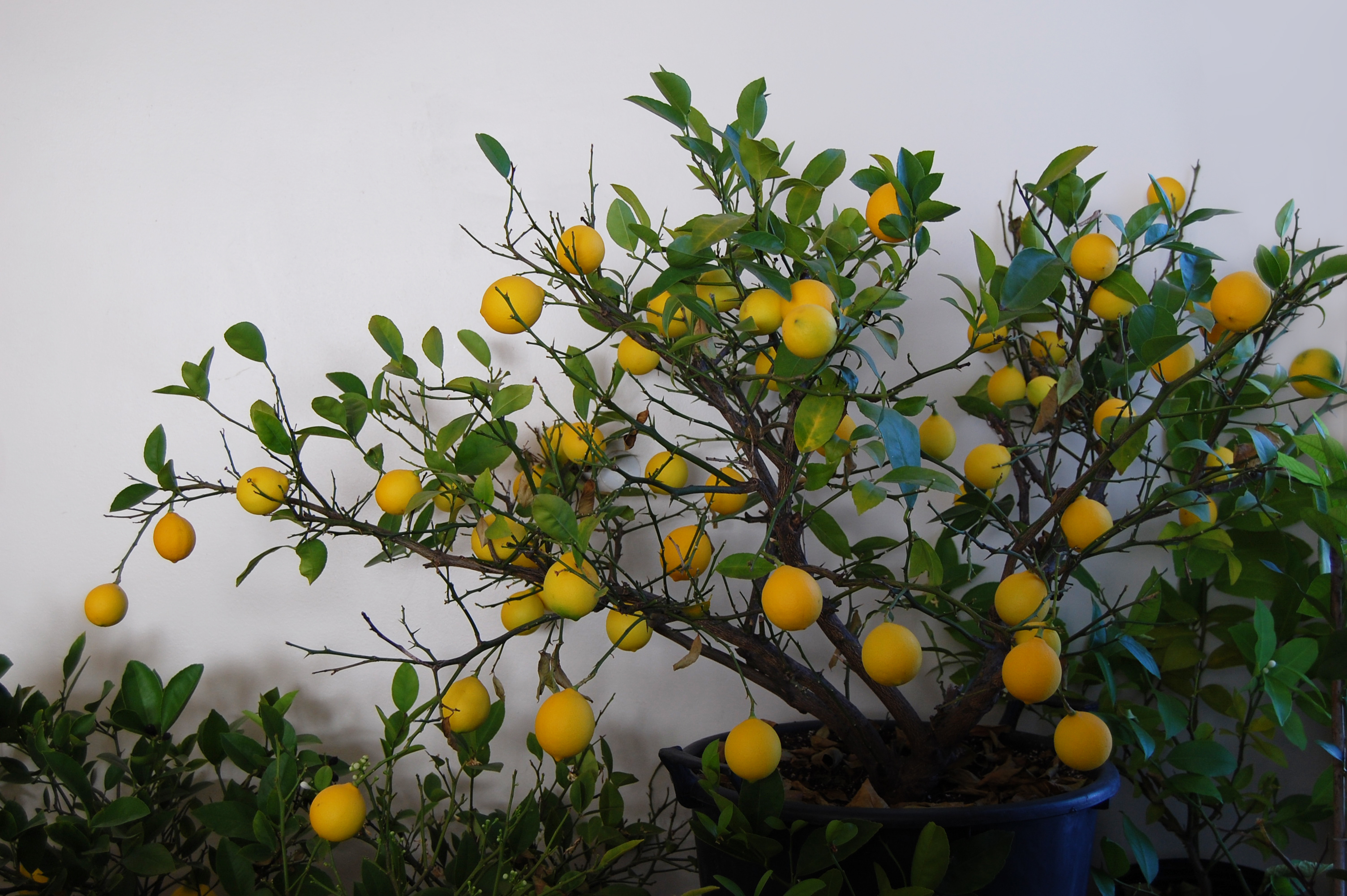 dwarf lemon tree indoors