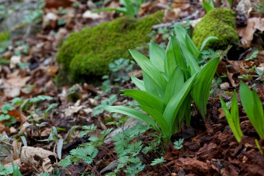 Wild leeks or ramps