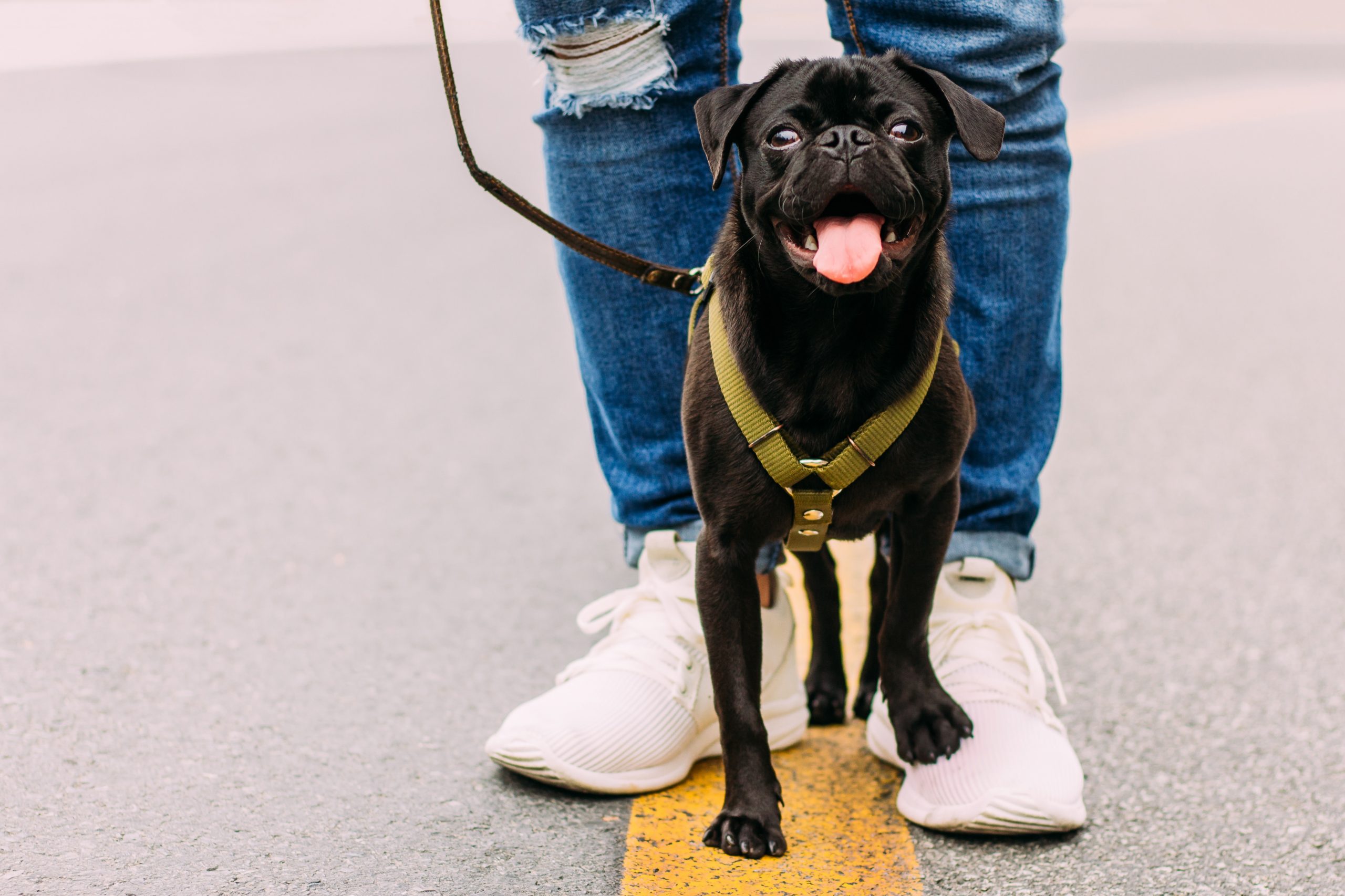 A Guide for First-Time Dog Owners